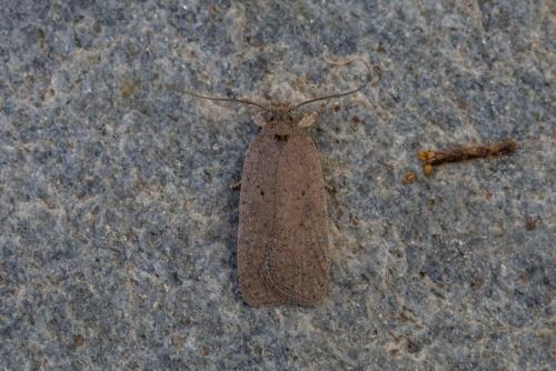 Réf. 213 195 : Agonopterix subpropinquella